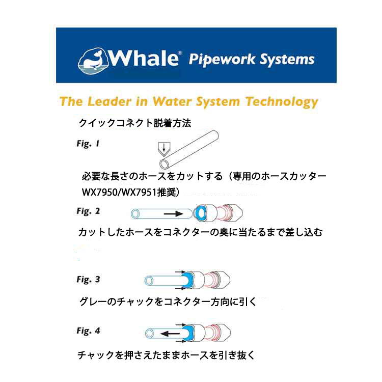 Whale  NCbNRlNgzǃVXe